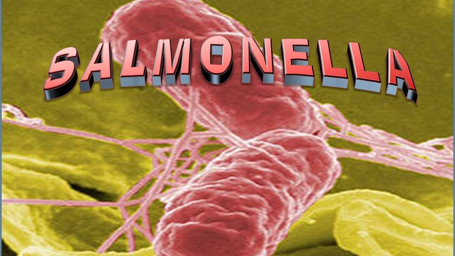 New vaccine against salmonella infection developed