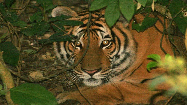Uttar Pradesh: Pushing Eco-tourism and animal conservation