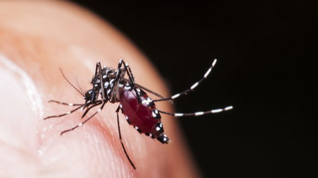 Singapore needs to be vigilant against bugs causing infectious diseases