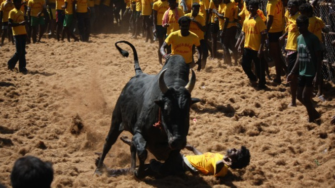 Illegal public meeting in support of Jallikattu held at Sembawang Park, 30 detained
