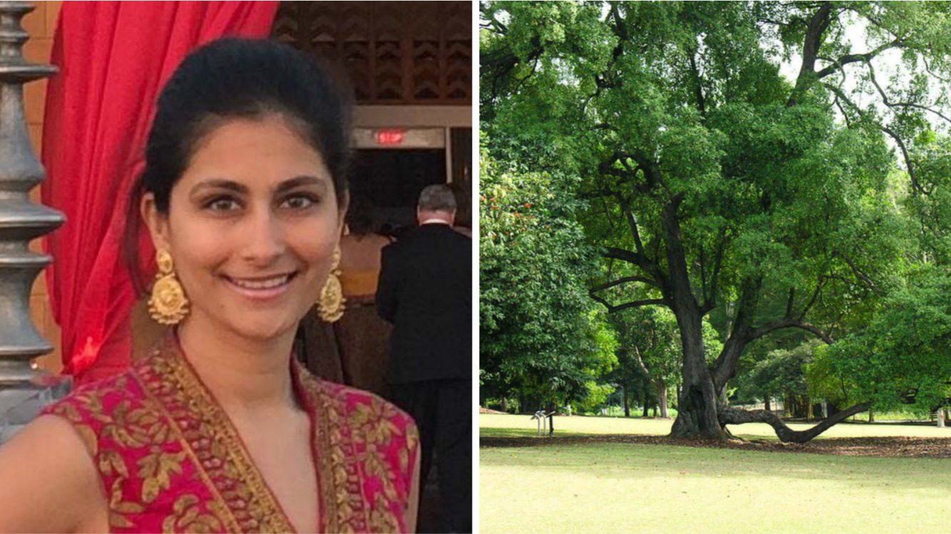Indian marketer killed in Singapore Botanic Garden tragedy, trees here to stay
