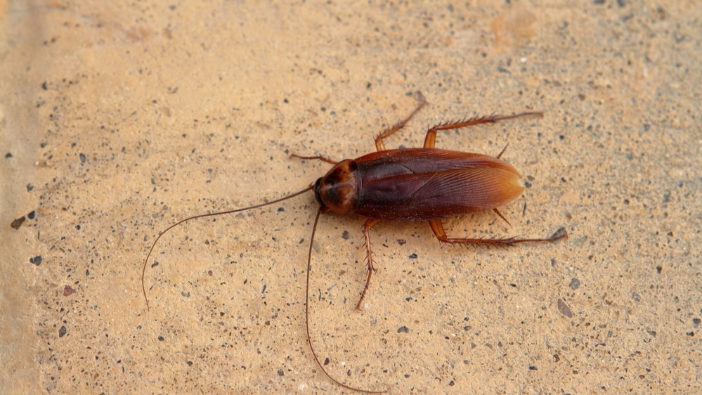 Indian restaurant in the UK shut after cockroach infestation discovered