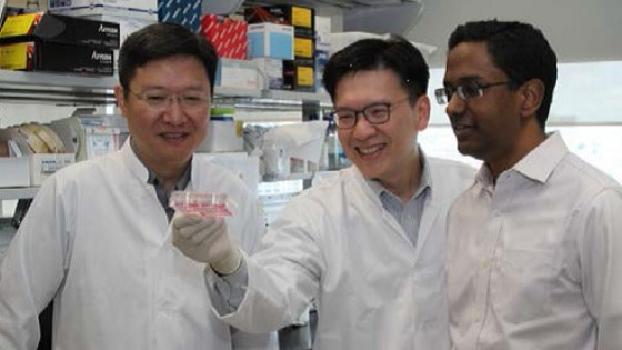 Patients’ stem cells used to test side effects of drugs in Singapore