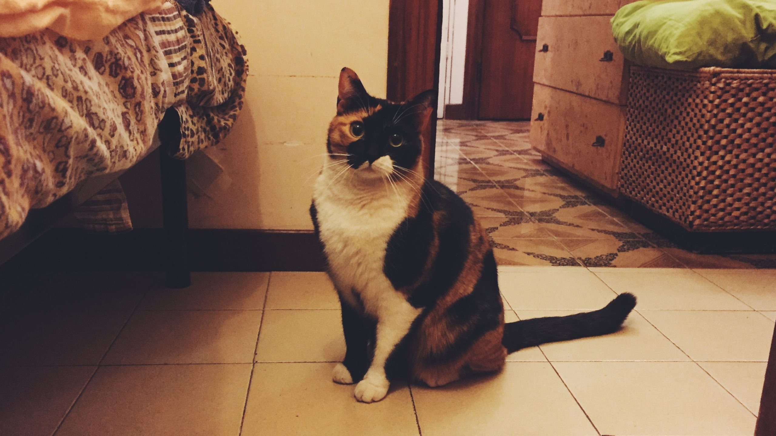 Pawsome cat cafes you need to check out