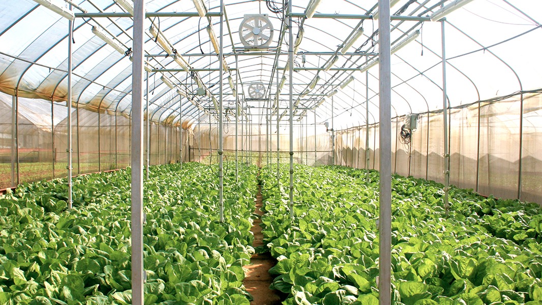 AVA launches new tenders for agricultural land for food farming