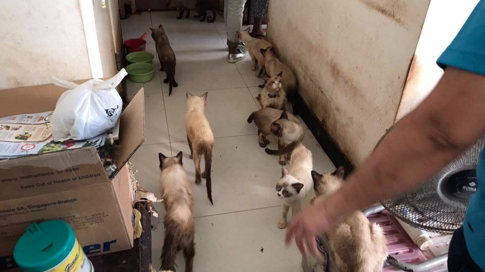 AVA probes cat-hoarding case; 94 cats rescued from two-room flat in Fernvale Link
