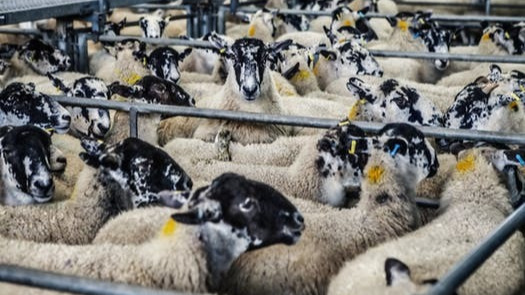 Singapore receives 3,700 sheep from Australia for Korban rituals