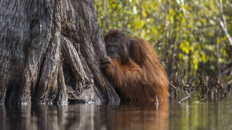 Singapore-based Indian photographer wins National Geographic Photographer of the Year contest