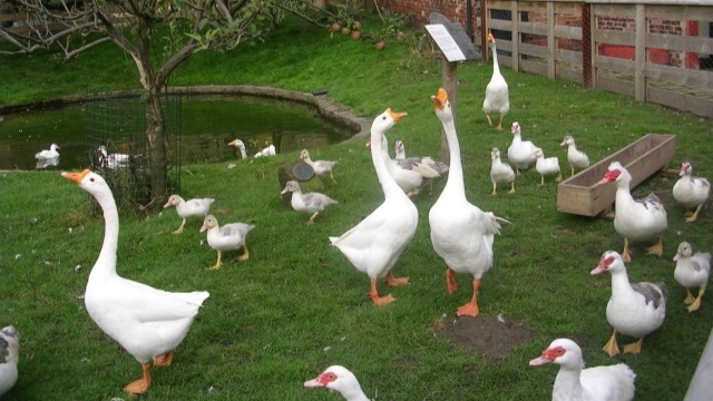 Dutch poultry imports temporarily halted in Singapore after bird flu outbreak