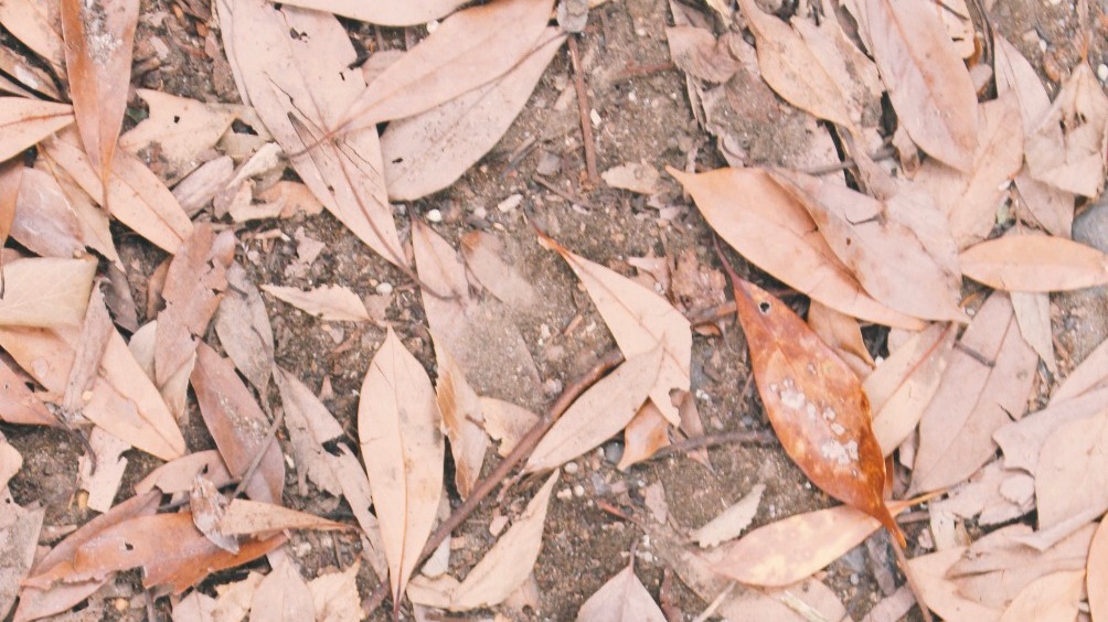 350 annual roadside fires recorded, cigarette butts are the largest culprits