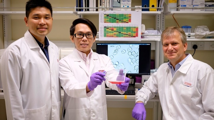 Scientists from NTU, SMART and MIT discover potential treatment for severe malaria