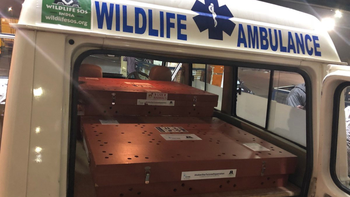 Singapore Airlines helps repatriate 51 smuggled tortoises to India