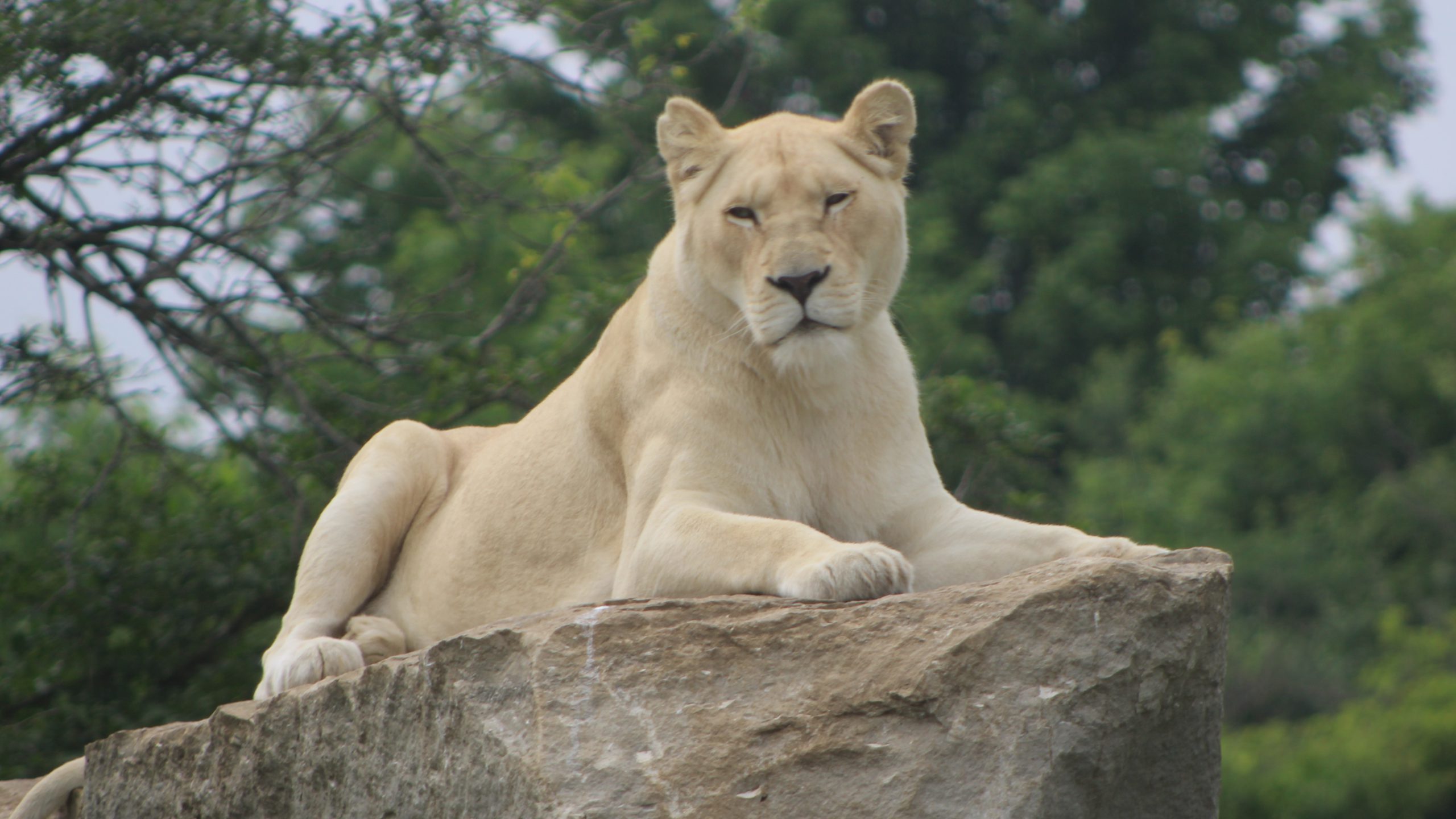In Pics: African Safari in Canada