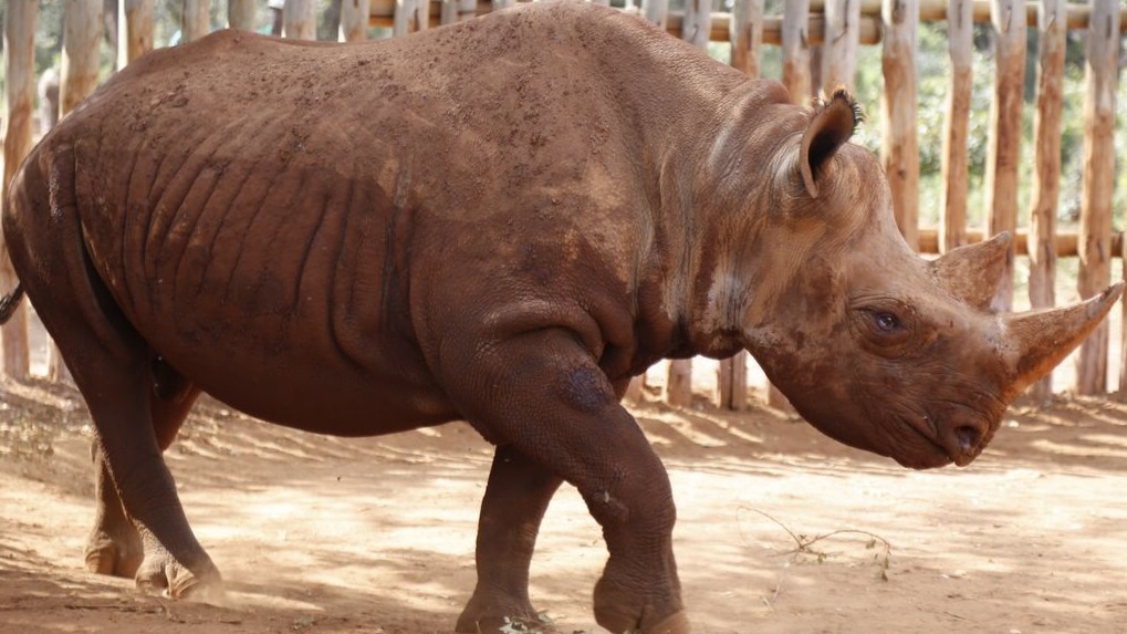 Indian NGO to the rescue of animals in Kenya’s wildlife reserves