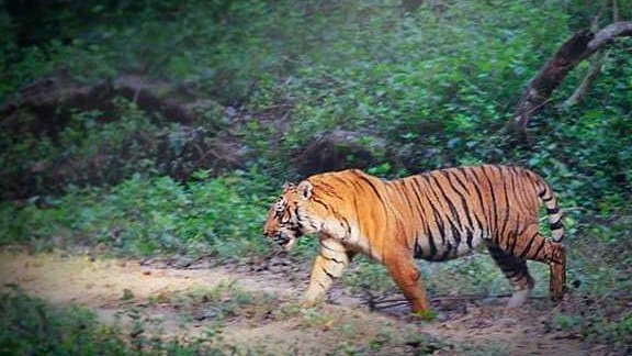India in Numbers: Rise in the super-rich, tiger population growing