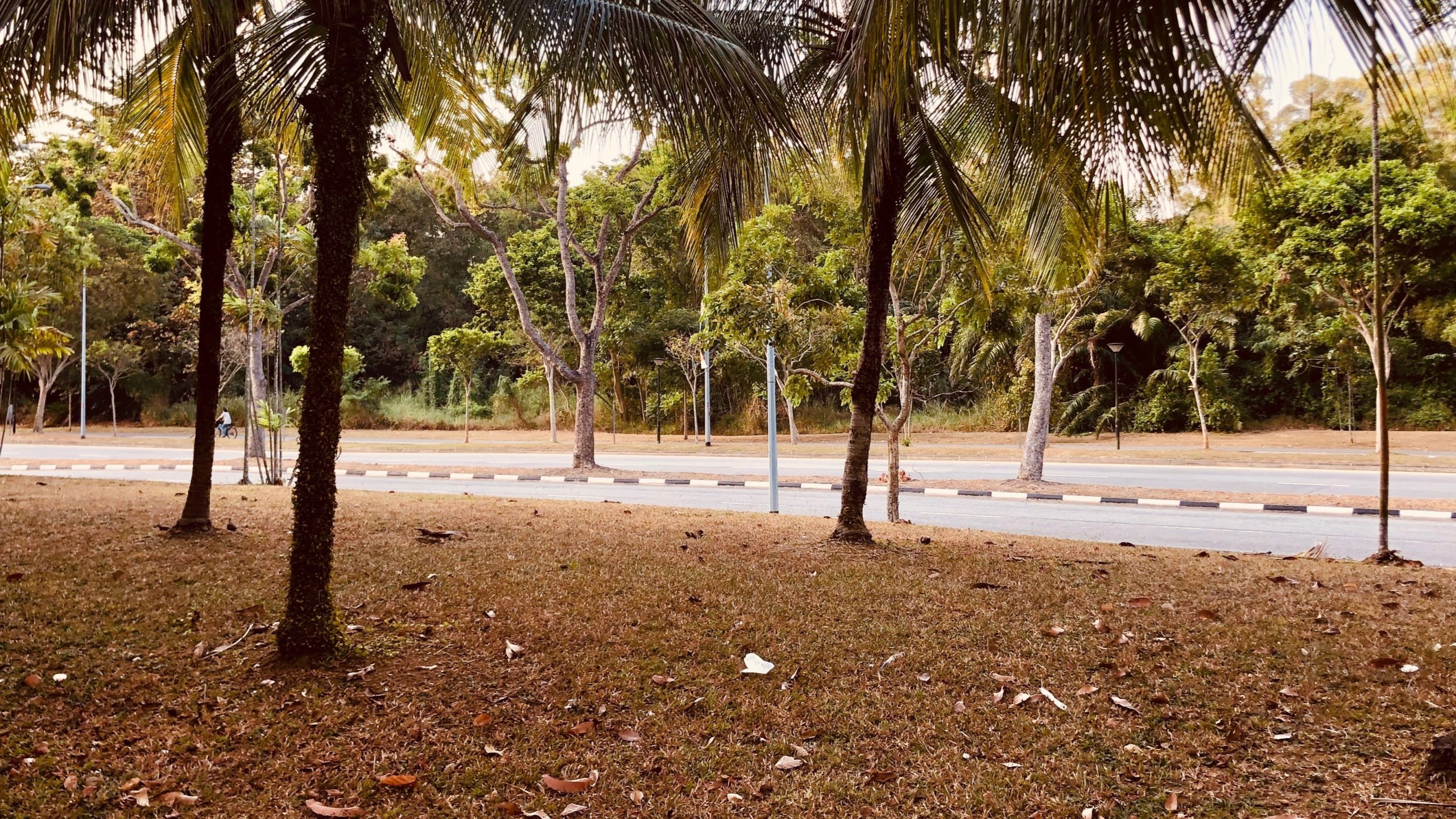 Complex climate phenomenon causing extended dry spell in Singapore