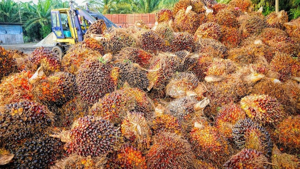 India curbs palm oil imports from Malaysia over their PM’s anti-CAA stance
