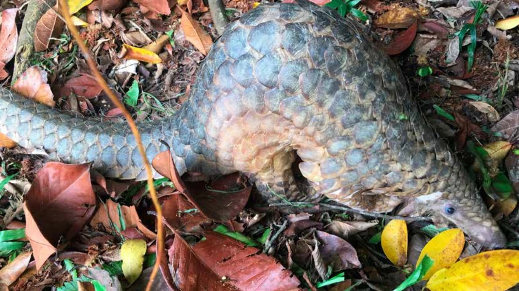 Singapore urged to adopt harsher penalties and “zero tolerance” towards illegal wildlife trade