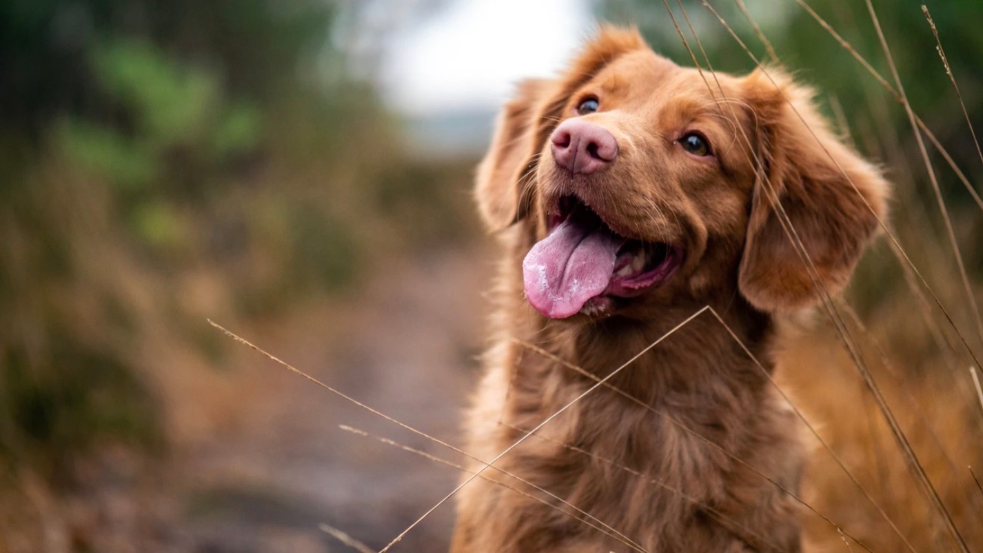 No evidence that pets can spread COVID-19 virus: SPCA