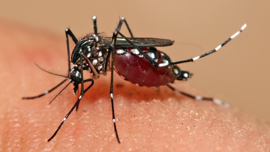 Dengue cases this year could exceed 16,000: NEA
