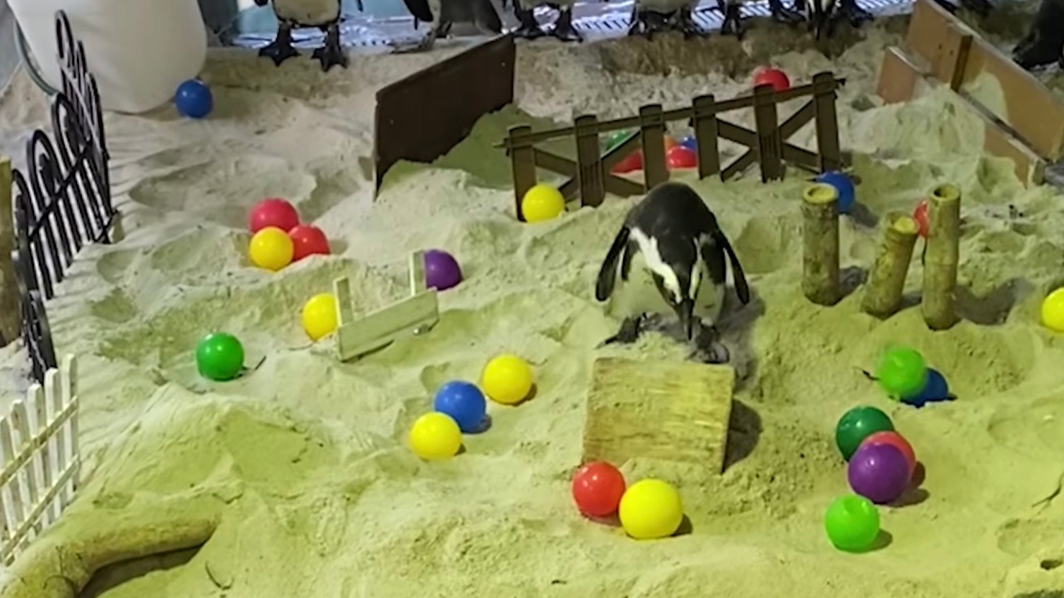 Singapore zoo surprises penguins with obstacle course during circuit breaker