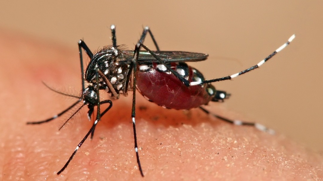 NEA  to release Wolbachia-Aedes mosquitoes at dengue high-risk areas from May 2020