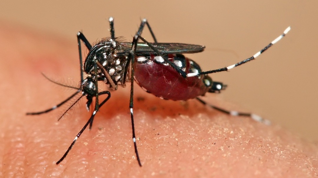 Dengue cases in 2020 could exceed 16,000,  circuit breaker a contributing factor to spike