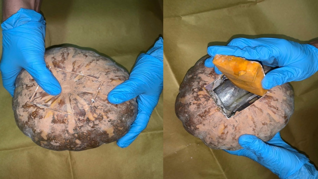 Singapore male arrested for trafficking drugs hidden in pumpkins