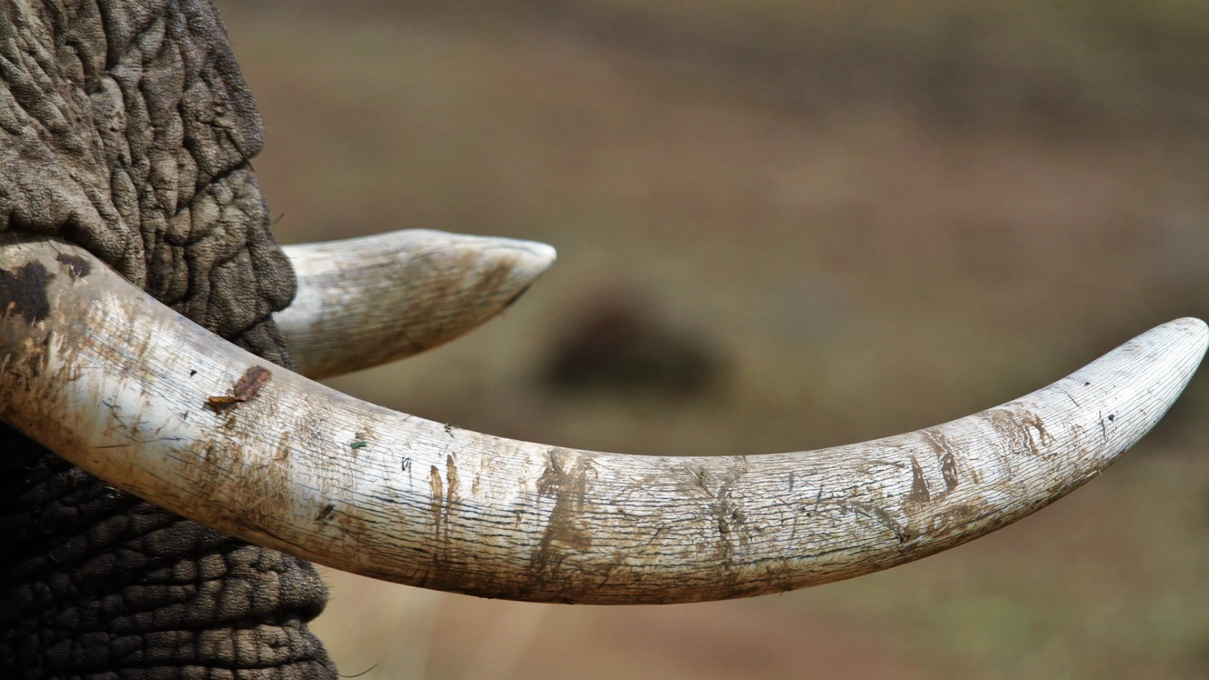 Singapore crushes 9 tonnes of ivory to commemorate World Elephant Day
