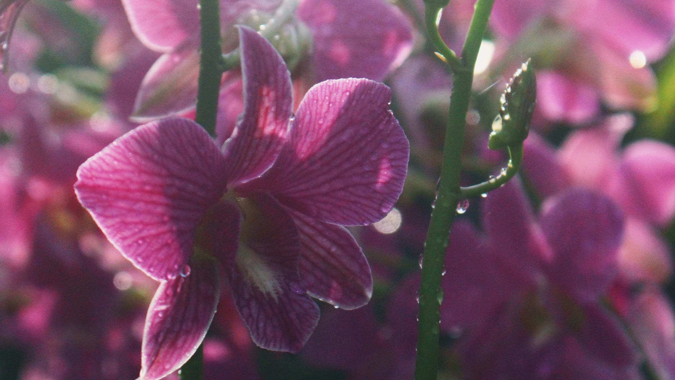 In Pics: Colours, textures and light at Gardens By The Bay