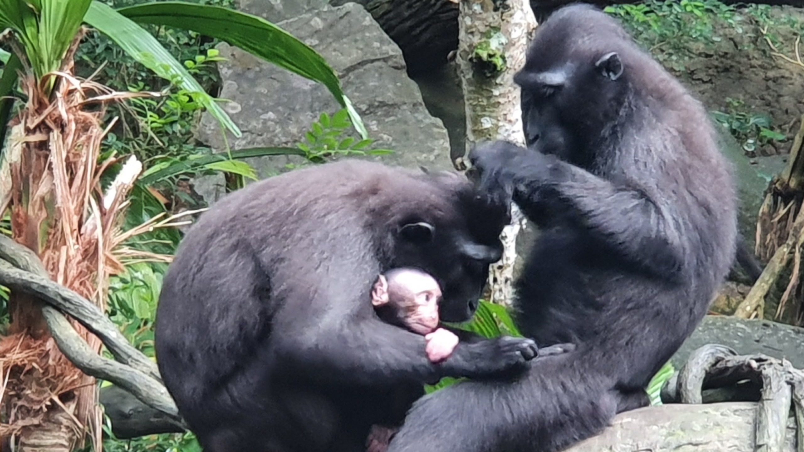 Singapore Zoo welcomes critically endangered Celebes crested macaque baby