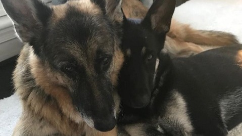 The new “paw-licy” advisors of the White House – Champ and Major