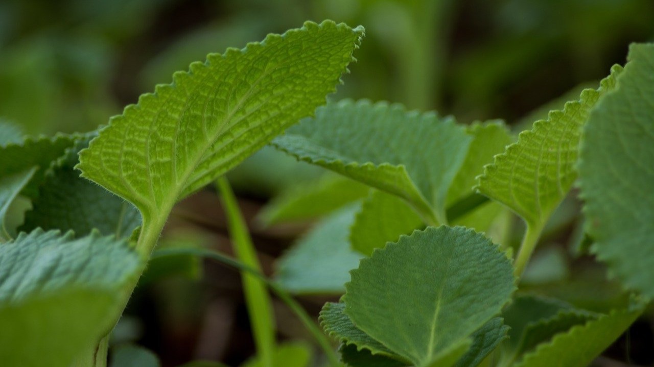 India, UK sign MoU to run joint Ayurveda COVID relief study