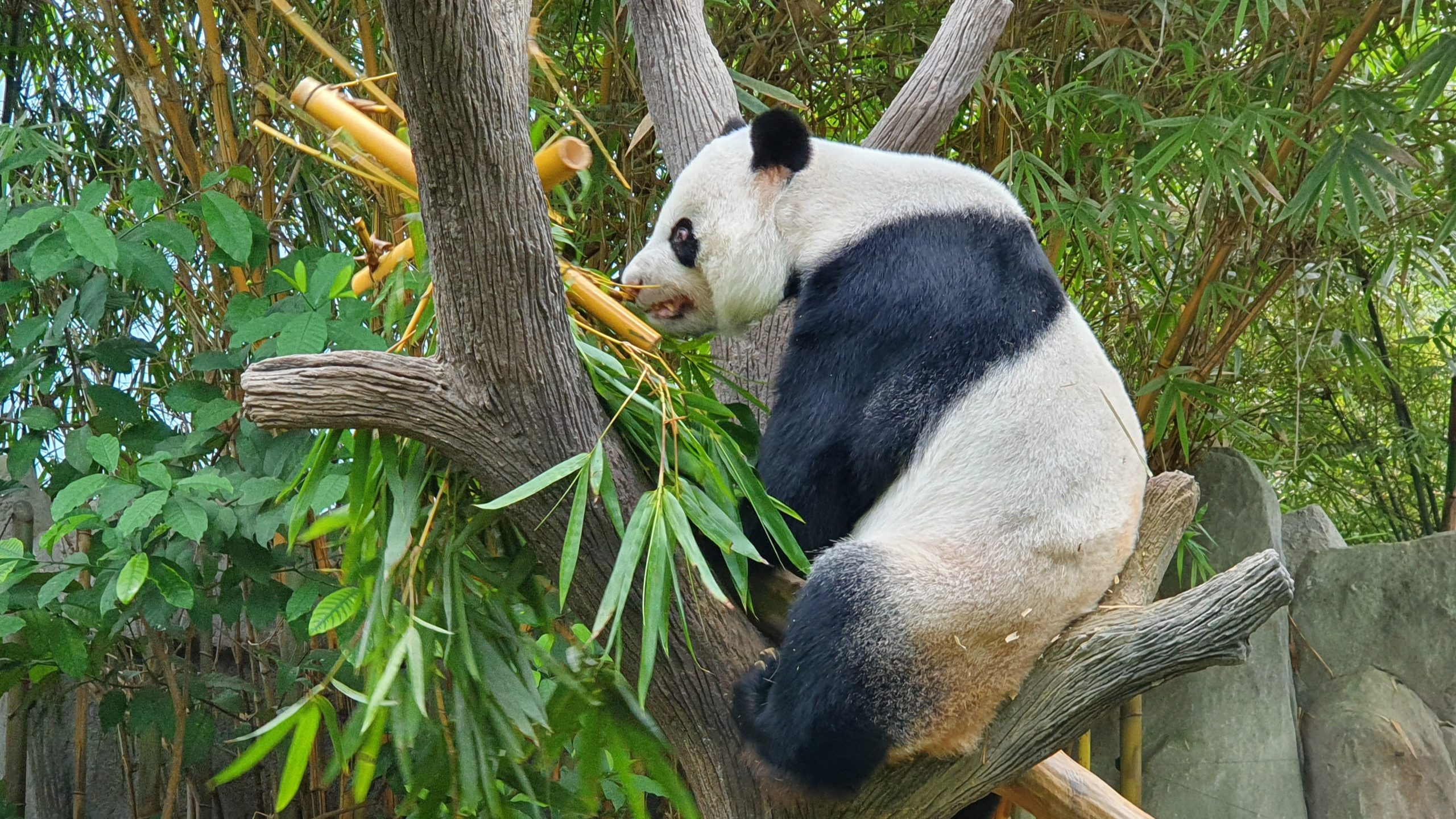 Singapore welcomes birth of first-ever giant panda cub in seventh mating season