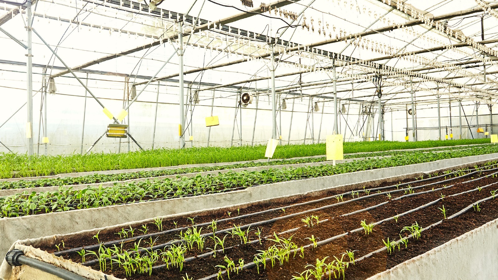 Netatech’s rice experiment a step to meet food security challenges in Singapore