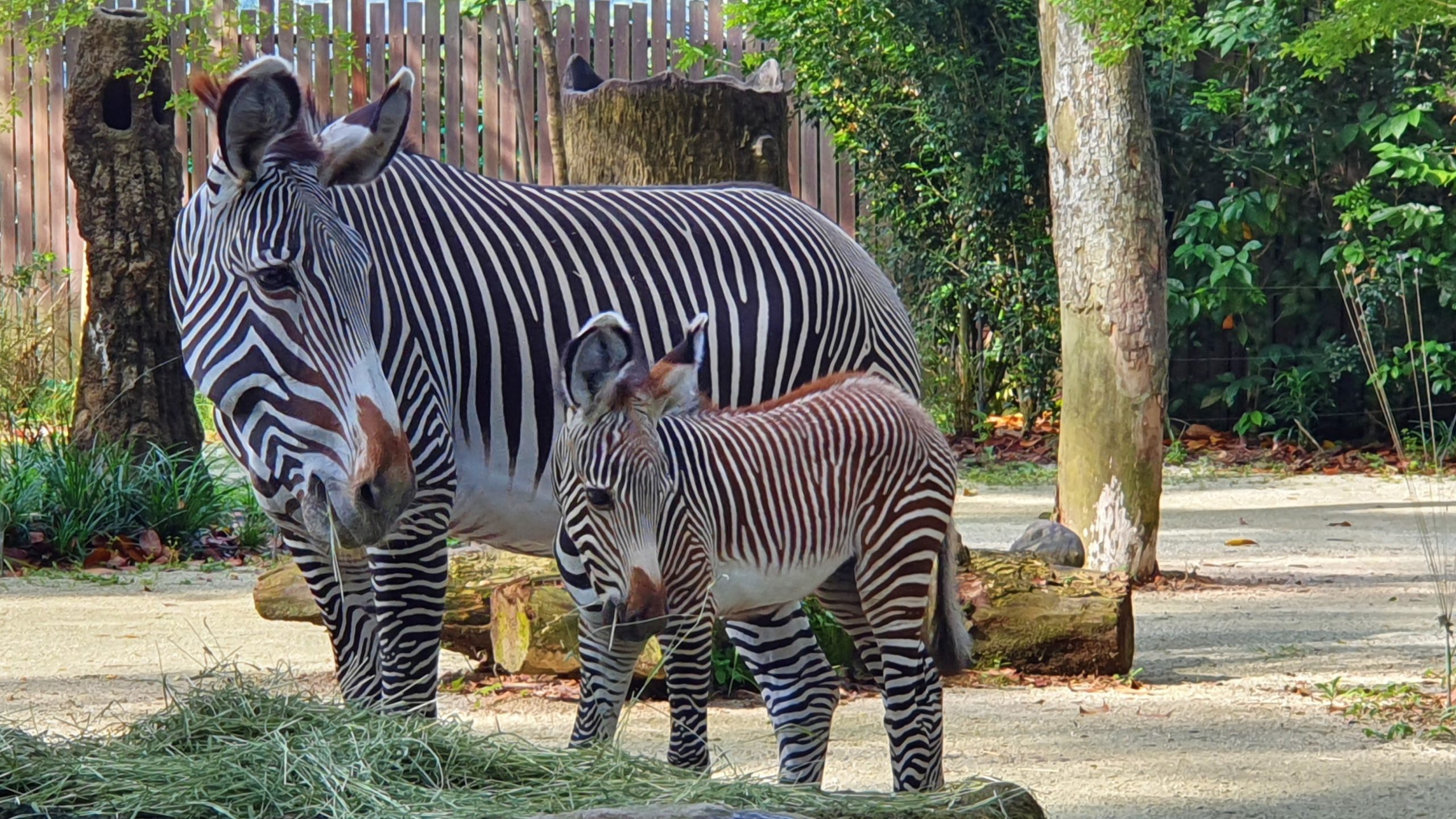 Singapore Zoo welcomes birth of first endangered Grevy’s zebra foal
