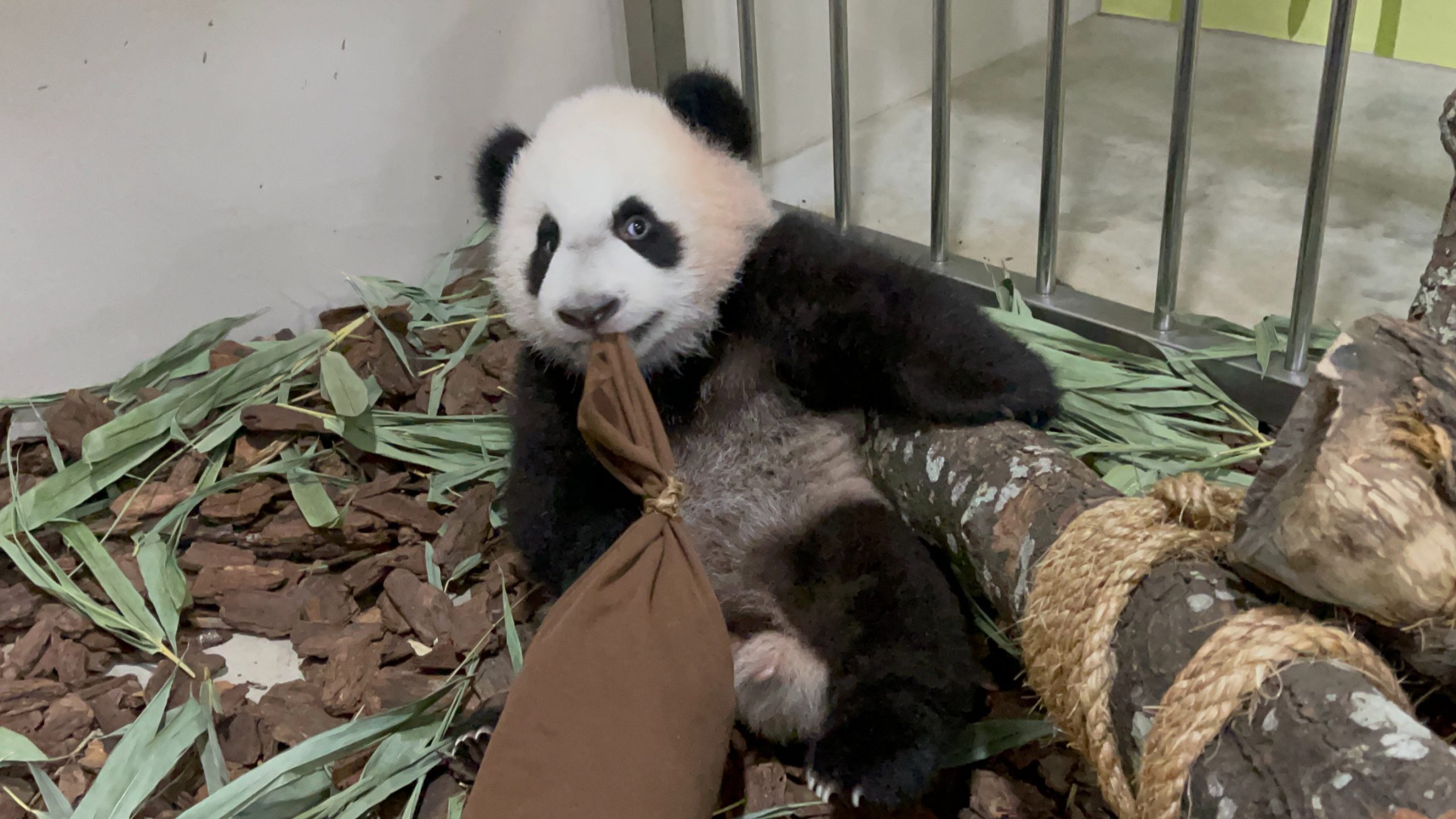 Singapore born giant panda cub adventures in Jungle Gym