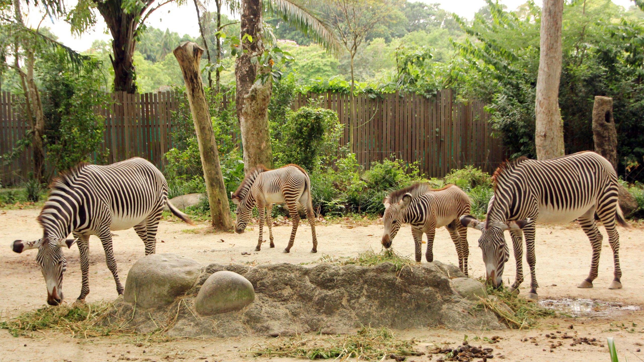 Baby boom in Singapore wildlife parks; 900 newborns across 160 species