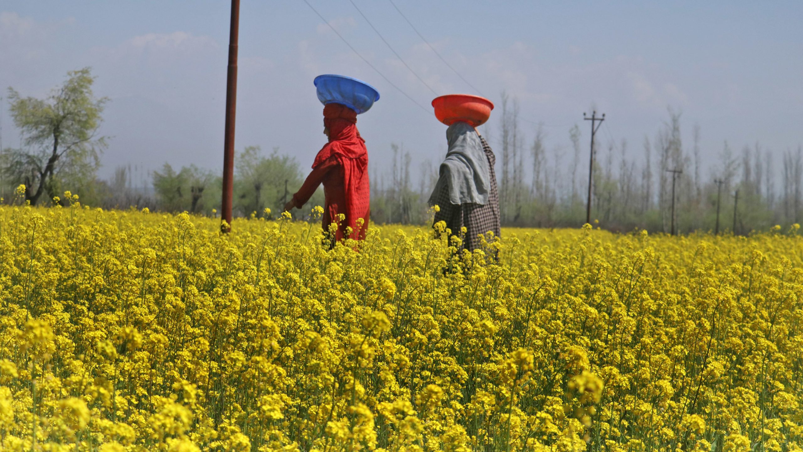 Kashmir’s golden mustard flowers a feast for the eyes