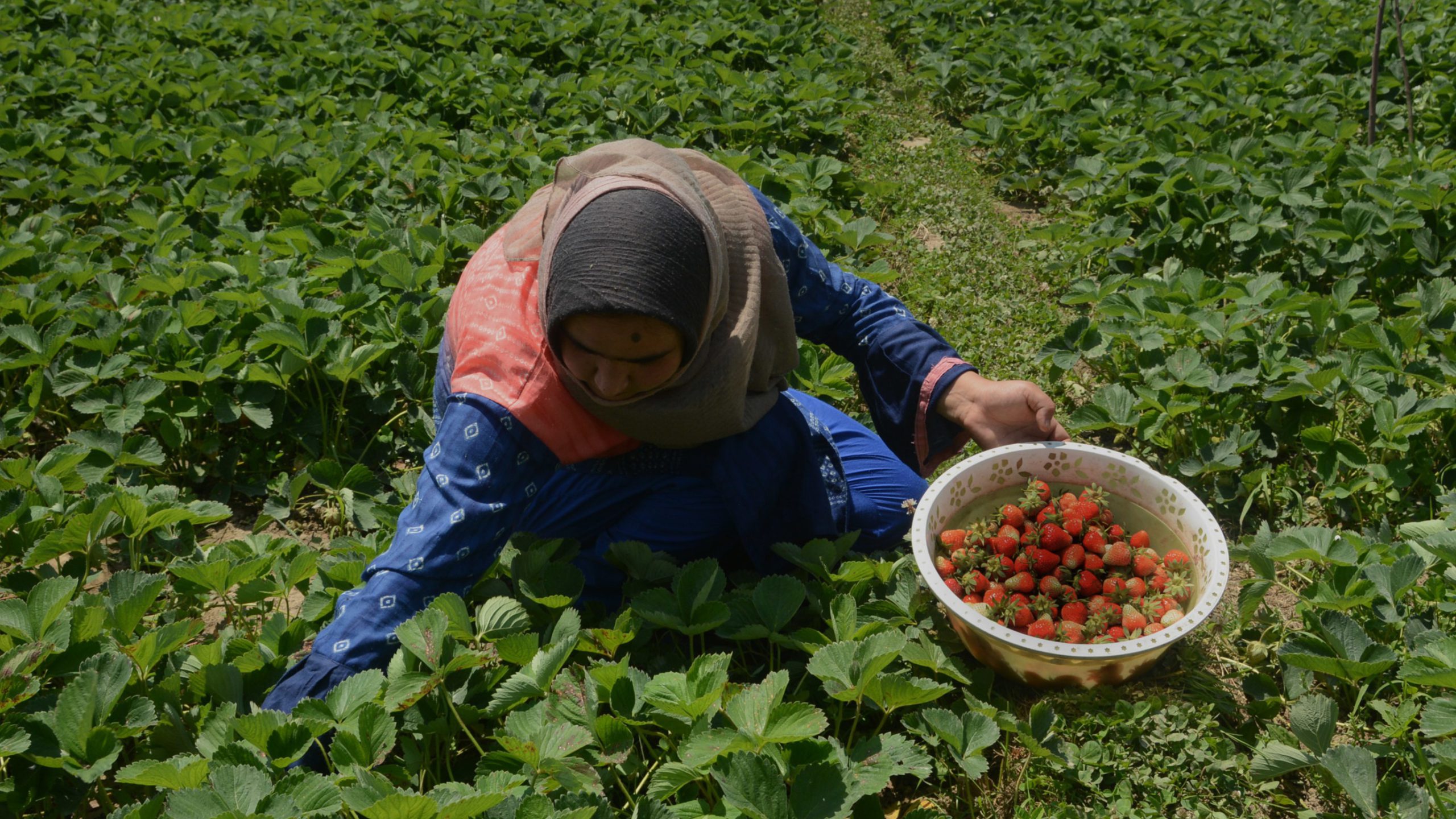 Strawberry, first fruit crop of the season in Kashmir