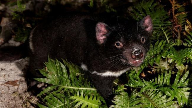 Singapore’s first Tasmanian devils debut in Night Safari