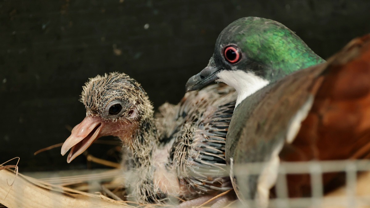 Singapore’s wildlife parks welcomed close to 800 babies in 2022