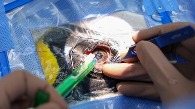 Only in Singapore: Senior Penguins given cataract surgery with great results