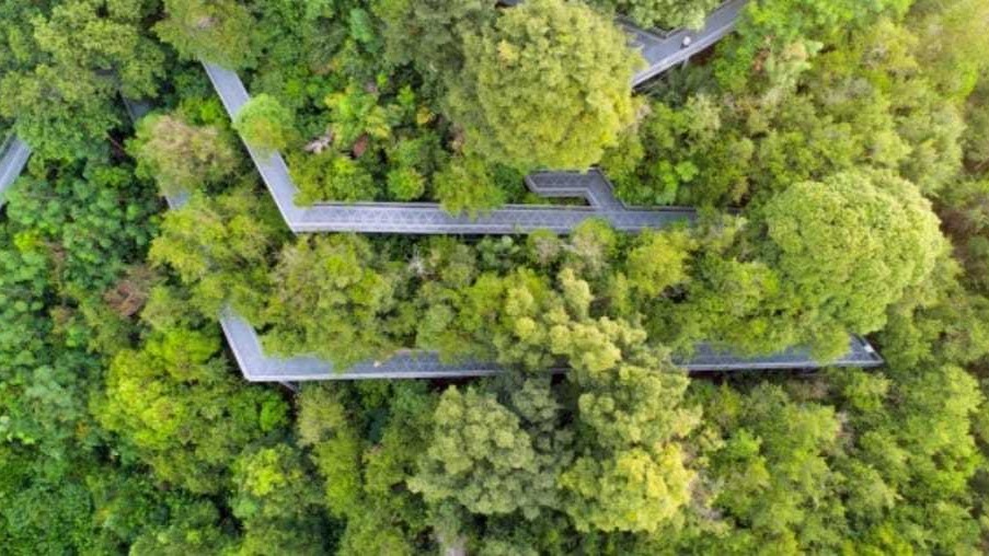 Singapore starts tree planting drive to mark 100th birth anniversary of founding father Lee Kuan Yew