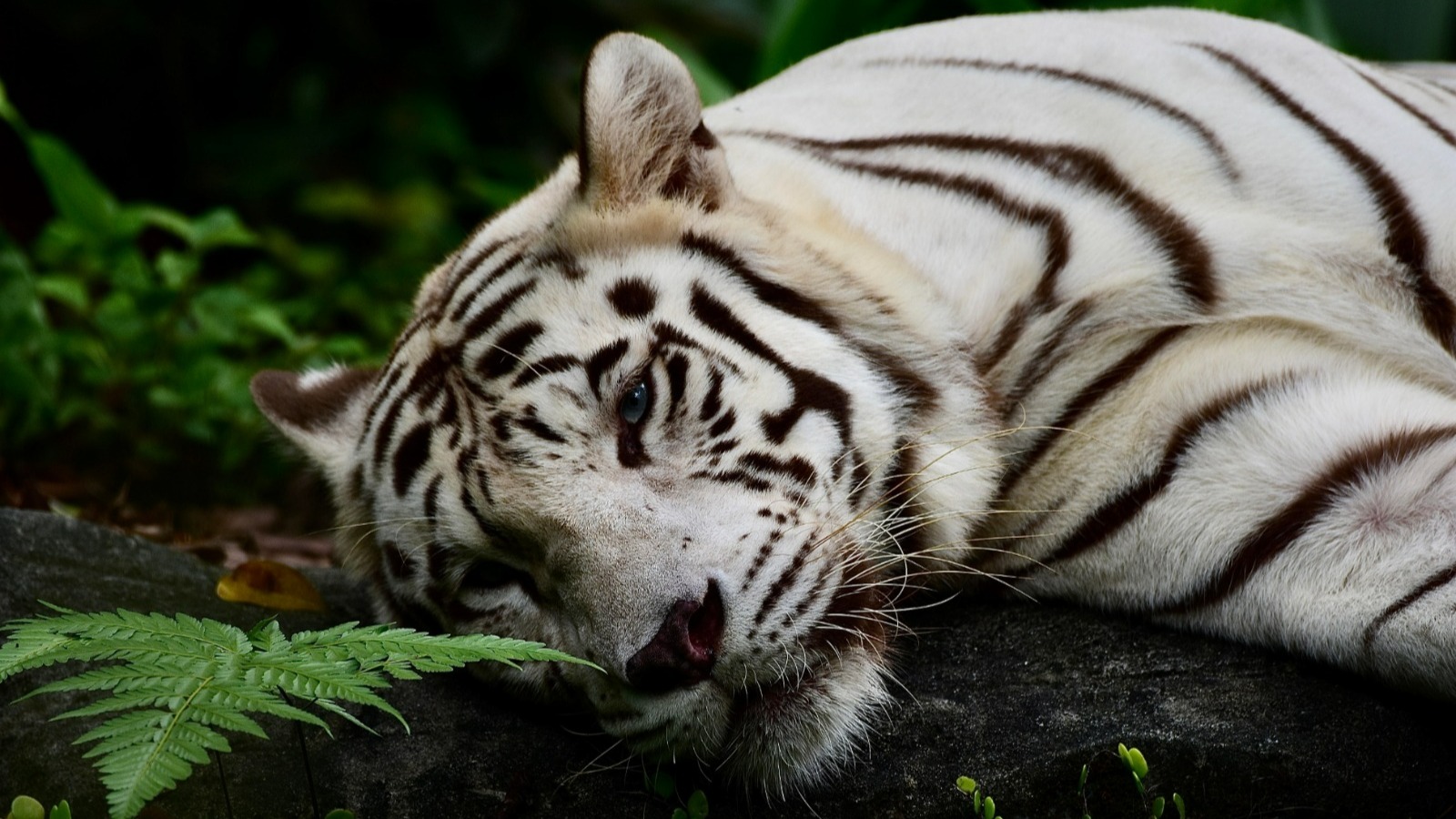 Singapore Zoo celebrates its Golden Jubilee with ZOObilee festivities from May