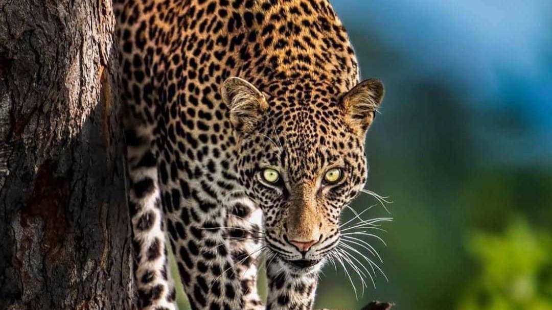 Kruger National Park to go up in flames… so that the ecosystem can thrive