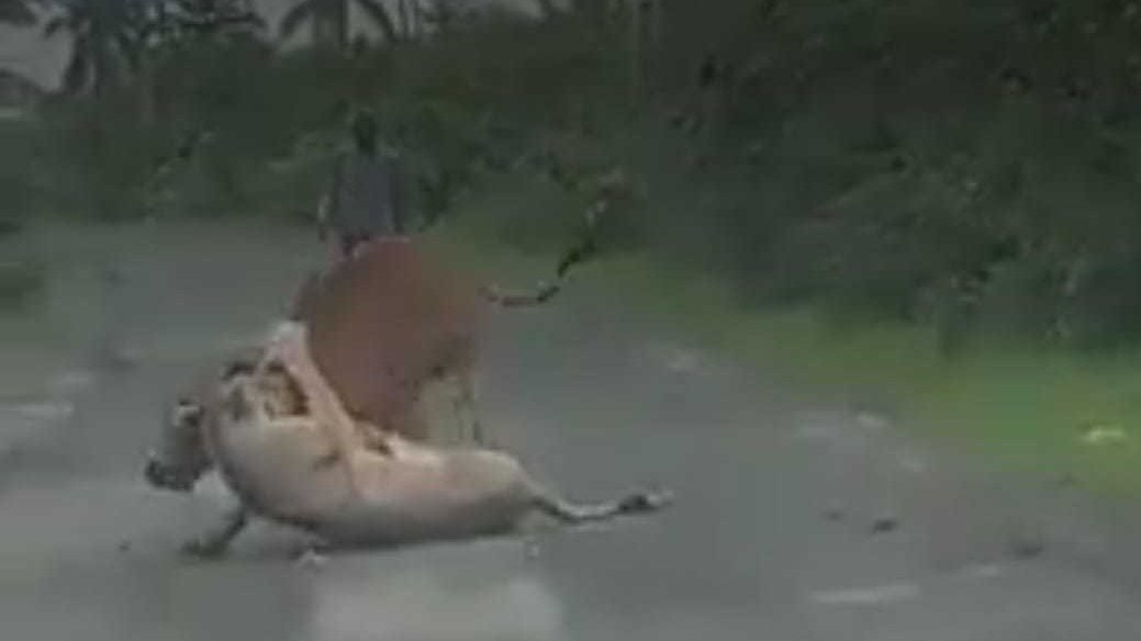 Gir lioness gets her fangs into a cow, but farmer walks in and sends the big cat packing