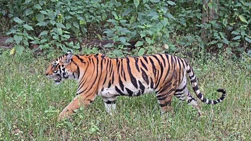 70 percent of world’s tigers are found in India today as a result of Project Tiger, says PM Modi at G20 Environment and Climate Ministers’ Meet