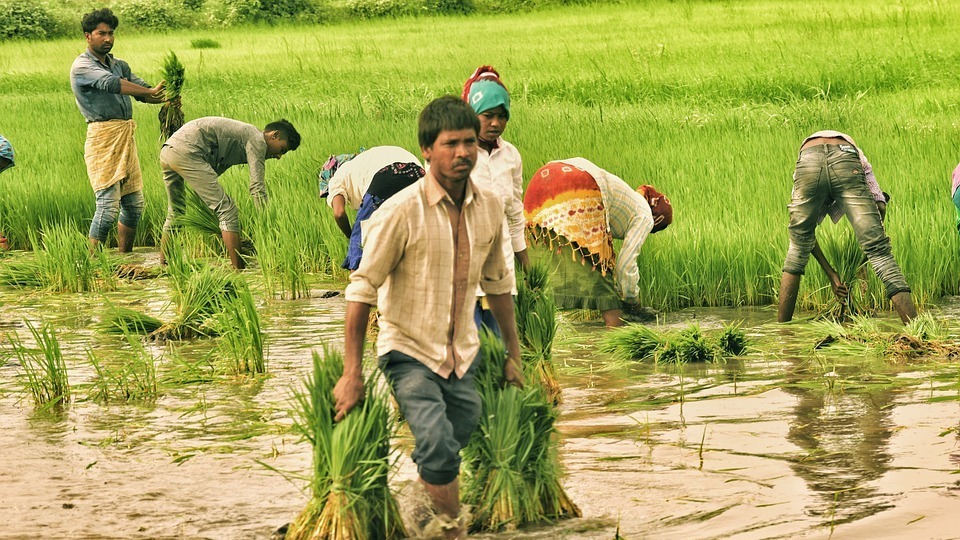 Singapore government in touch with India to discuss ban on rice exports