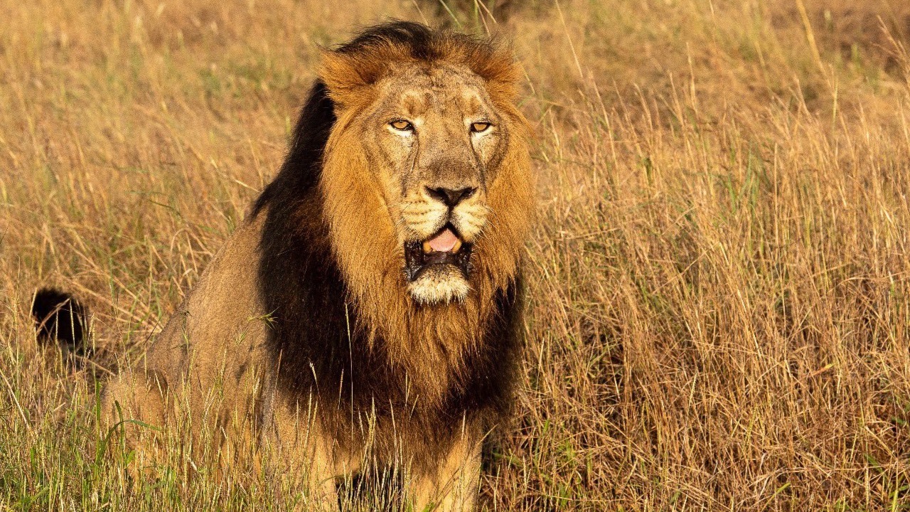 World Lion Day: PM Modi lauds all those working towards protecting the king of jungle’s habitat